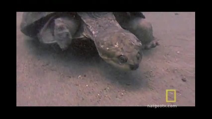 Fish vs. Turtle 