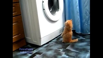 Котката наблюдава с интерес пералната машина