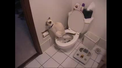 Котка използва тоалетната и тоалетна хартия