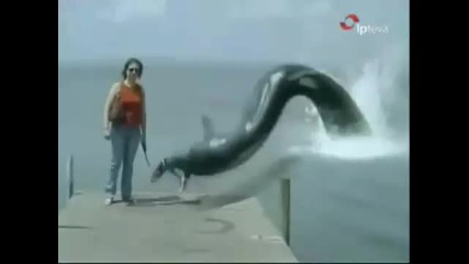Anaconda attack