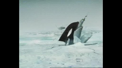 Funny Animals Clips
