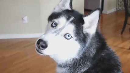 Dramatic Mishka