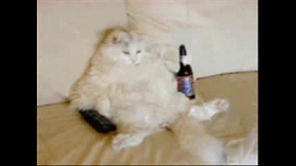 Happy Cats