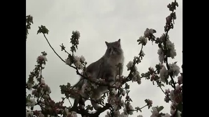 Котка на Върха на Дървото
