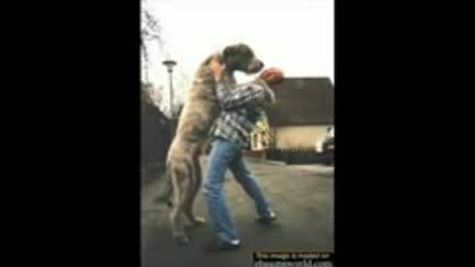 Cats And Dogs