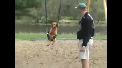 Dog On A Swing 