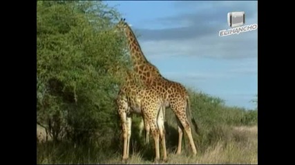 Жирафът: Най любопитното творение на Природата - Сафари