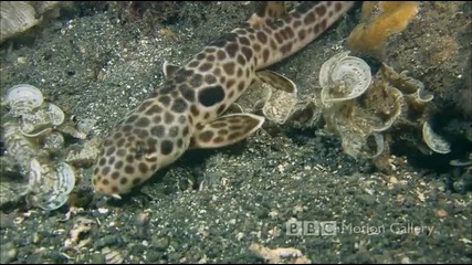 Живота във водата ! Hd