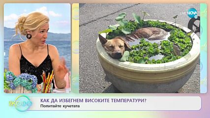 Днес е световен ден на целувката - „На кафе” (06.07.2021)