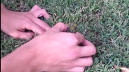 Хора спасяват колибри безпомощно залепнало в изхвърлена дъвка