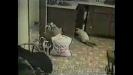 Funny Cats