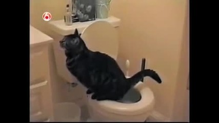 Забавния свят на Котките