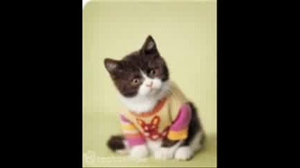 Сладки Котенца 4