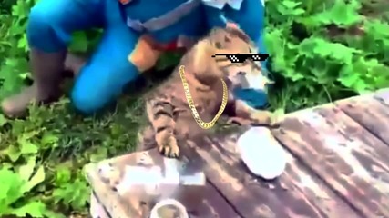 Котка - крадец на риба