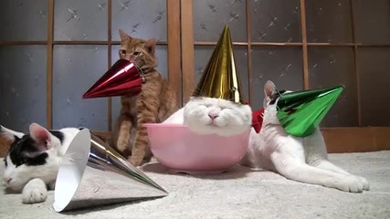 Котки след Коледно парти