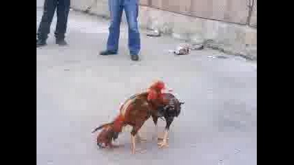 Horoz 3.mp4