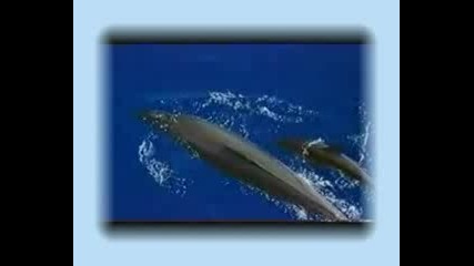 Yanni - Midnight Hymn (beauty water)