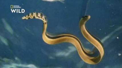 Жълтокоремната морска змия