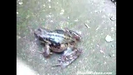 Пеещата жаба