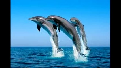 Интересни факти за делфините.
