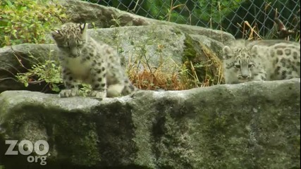 Снежен Леопард 