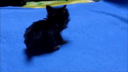 Най-малкото кученце на света