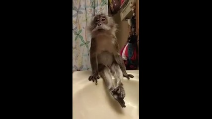 Маймунка седи кротко докато и чистят ушите!