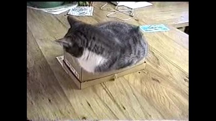 Котка В Кутия