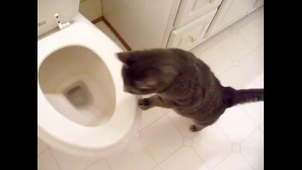 cat who likes to watch the toilet flush 