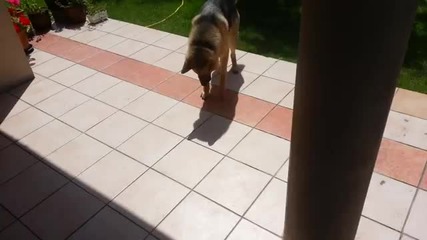 Смях!куче което се опитва да ''смачка'' сянката си.