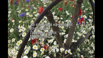За конкурса на emogiril; Втори кръг; Маргаритки.