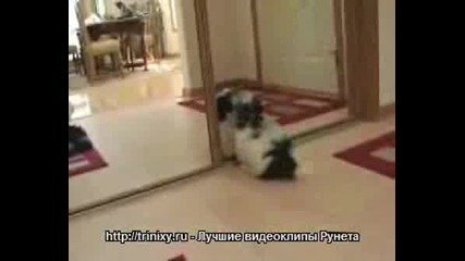 Куче И Огледало - Страшна Комбинация!
