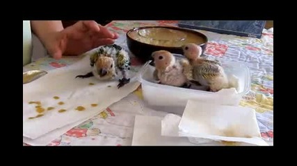 Бебета папагали - хранене