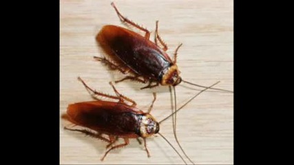 Хлебарките - най - големият враг на хората 