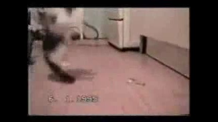 Луди котки 