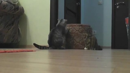 Коте помага на малкото си в играта