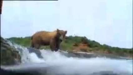 Кафява мечка ловува