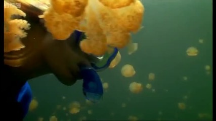 Snorkling with golden jellyfish - Pacific Abyss - Bbc 