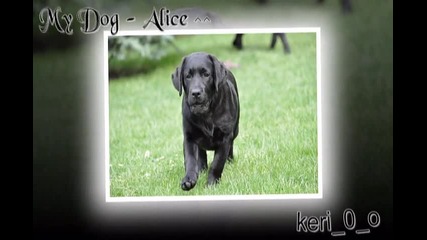 My Dog - Alice ^^ L. Retriever :]