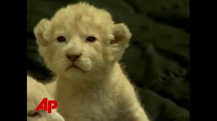 3 Baby White Lions