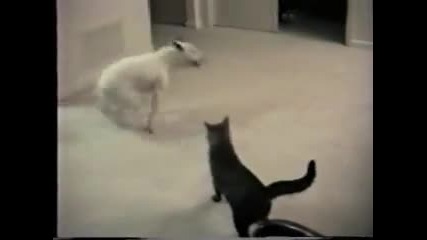Crazy Cat Attacking Spuds Dog 