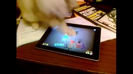 Сладко коте играе Fruit Ninja на таблет