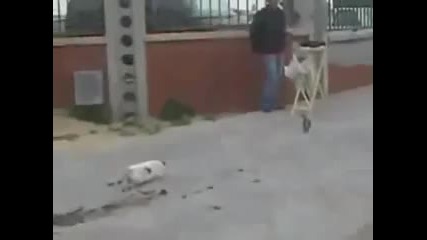 Разочарована котка Смях 