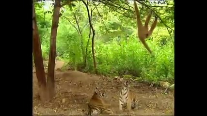 Маймуна хулиган срещу два тигъра ..