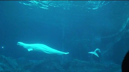 Невероятно пътешествие в света на Georgia Aquarium - най - големият аквариум в света [hd]