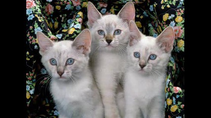 много сладки котета