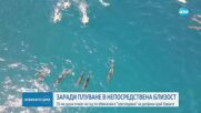 Съдят плувци за "тормоз" на диви делфини