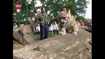Baby Snow Leopards