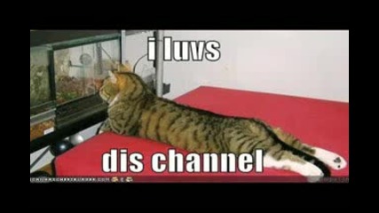 Boxing Kitteh 2011 Hq 