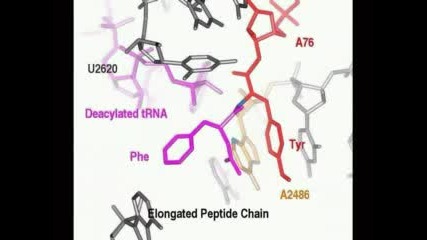 Синтез На Протеини В Рнк